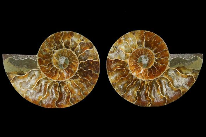 Sliced Ammonite Fossil - Agatized #125013